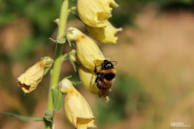 Bee cleaning itself on a wild flower