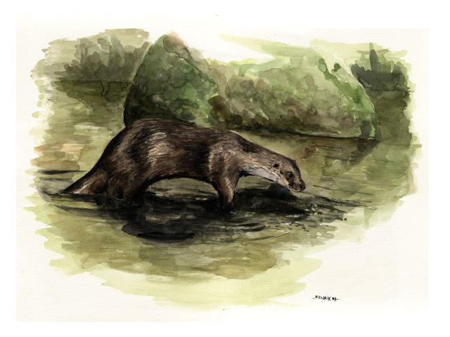 loutre