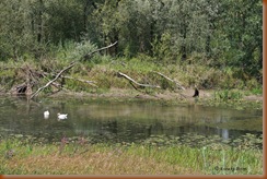 holen van waarschijnlijk de bever Millingerwaard