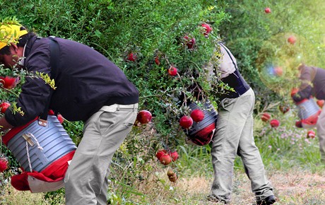 Collecting Of Pomegranate! Garden Bible 