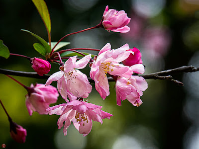 Kaido (Malus halliana) flowers: Genji-yama park (Kita-kamakura)