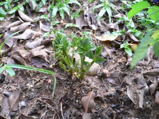 Potato plant