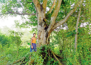 forest man jadav payeng