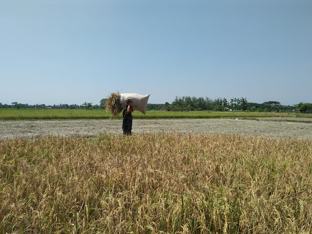 Petani Ceper Senang, Panen Padi Didampingi TNI
