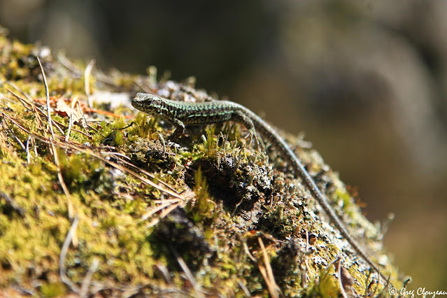 Lézard des murailles en chasse dans les Grands Avaux, PNR du Gâtinais, Pays de Fontainebleau