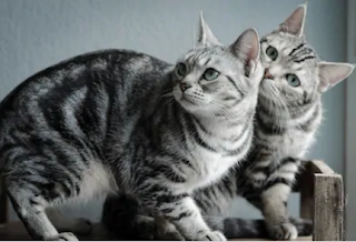 American shorthair breed