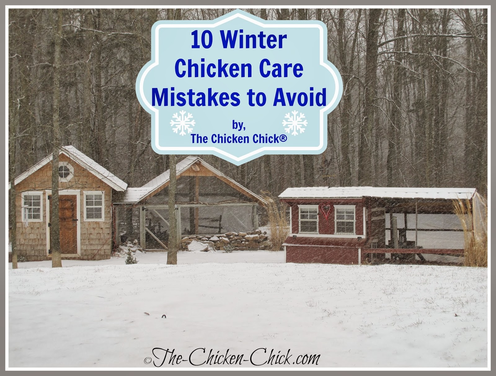 your comfort level with the chickensâ€™ comfort level. Chickens 