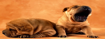 portada facebook, facebook timeline cover, imagenes de perritos tiernos para facebook, 