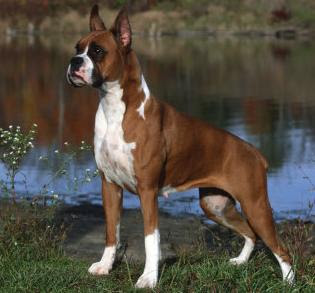 razas de perros medianos boxer