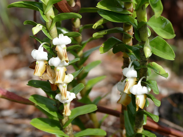 Kết quả hình ảnh cho Dendrobium ellipsophyllum
