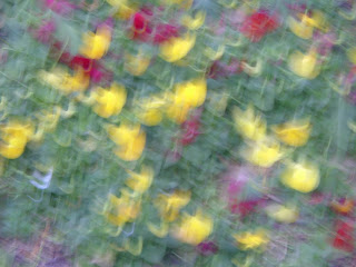 colorful flowers, downtown Dallas, Texas - camera intentionally swirlled while using slow shutter speed to produce Impressionist effect