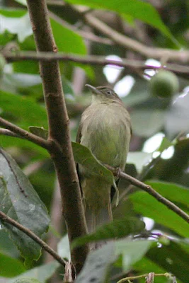 Jungle Bulbul Cream-vented Bulbul (Pycnonotus simplex)