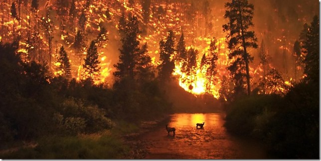 wildfire-e1499251386810-800x400