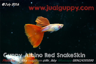 Jual Guppy Red Cobra,  Harga Guppy Red Cobra,  Toko Guppy Red Cobra,  Diskon Guppy Red Cobra,  Beli Guppy Red Cobra,  Review Guppy Red Cobra,  Promo Guppy Red Cobra,  Spesifikasi Guppy Red Cobra,  Guppy Red Cobra Murah,  Guppy Red Cobra Asli,  Guppy Red Cobra Original,  Guppy Red Cobra Jakarta,  Jenis Guppy Red Cobra,  Budidaya Guppy Red Cobra,  Peternak Guppy Red Cobra,  Cara Merawat Guppy Red Cobra,  Tips Merawat Guppy Red Cobra,  Bagaimana cara merawat Guppy Red Cobra,  Bagaimana mengobati Guppy Red Cobra,  Ciri-Ciri Hamil Guppy Red Cobra,  Kandang Guppy Red Cobra,  Ternak Guppy Red Cobra,  Makanan Guppy Red Cobra,  Guppy Red Cobra Termahal,  Adopsi Guppy Red Cobra,  Jual Cepat Guppy Red Cobra,  Kreatif Guppy Red Cobra,  Desain Guppy Red Cobra,  Order Guppy Red Cobra,  Kado Guppy Red Cobra,  Cara Buat Guppy Red Cobra,  Pesan Guppy Red Cobra,  Wisuda Guppy Red Cobra,  Ultah Guppy Red Cobra,  Nikah Guppy Red Cobra,  Wedding Guppy Red Cobra,  Flanel Guppy Red Cobra,  Special Guppy Red Cobra,  Suprise Guppy Red Cobra,  Anniversary Guppy Red Cobra,  Moment Guppy Red Cobra,  Istimewa  Guppy Red Cobra,  Kasih Sayang  Guppy Red Cobra,  Valentine  Guppy Red Cobra,  Tersayang Guppy Red Cobra,  Unik Guppy Red Cobra, 