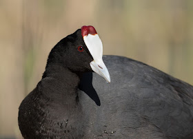 Red-knobbed Coot - Mallorca