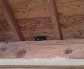 Funny cats - part 90 (40 pics + 10 gifs), cat peeks from ceiling