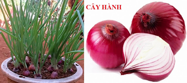 Tự Chữa Bệnh Bằng Cây Thuốc Nam - CÂY HÀNH