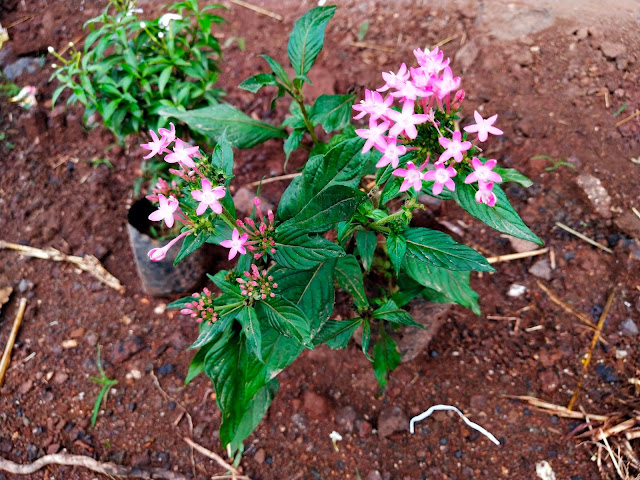 Beautiful Flowers at Ananta Ecotel Resort