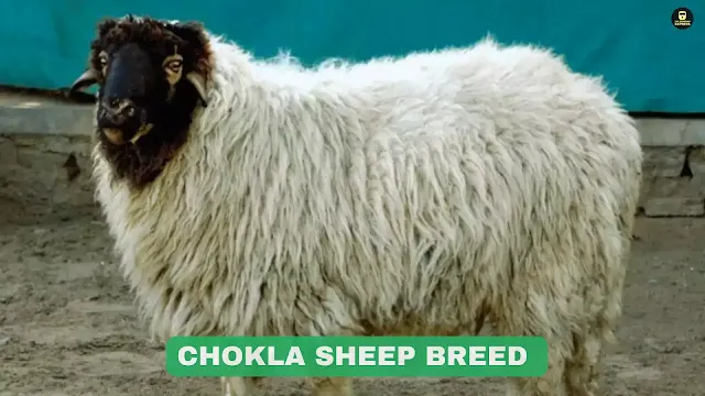 Chokla sheep Rajasthan, Chokla sheep characteristics, Chokla sheep distribution, Chokla sheep breeding improvement, Chokla sheep quality wool, Chokla sheep breeding program, Chokla sheep population in India, Sheep breeds in Rajasthan,