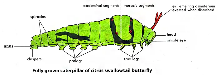 larva of butterfly (caterpillar)
