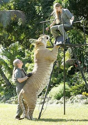 Biggest   World Hercules on Hercules  World   S Largest Lion Tiger Breed At 900 Lbs