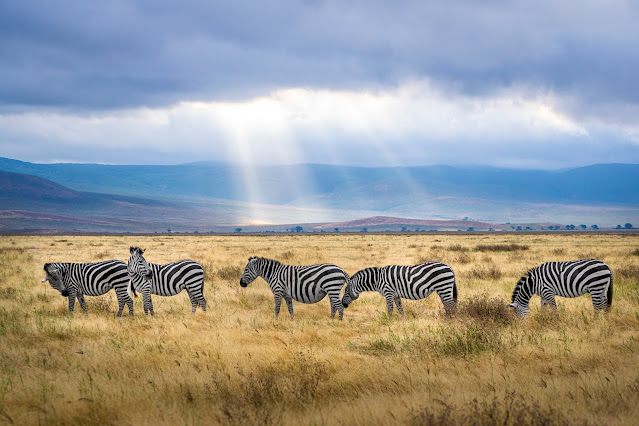 Exploring Africa by Train: The Best Eco-Friendly Train Trips