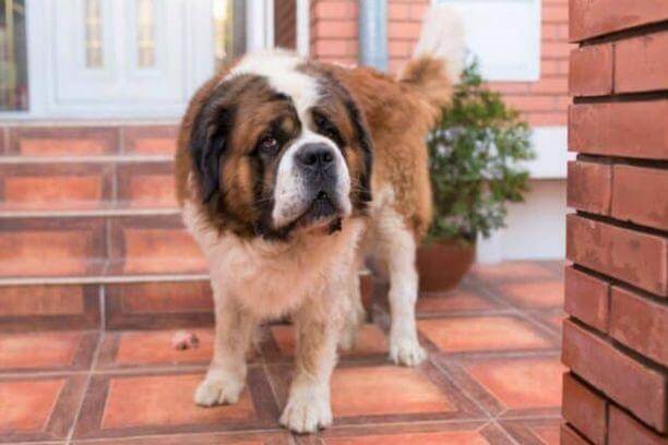 Couleurs du chien Saint-Bernard