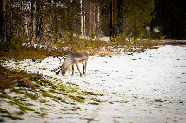 Renna al Parco nazionale Phya-Luosto