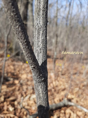 Бересклет малоцветковый (Euonymus pauciflorus)