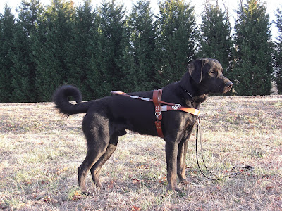 Picture of Rudy in a stand-stay in harness; facing the right