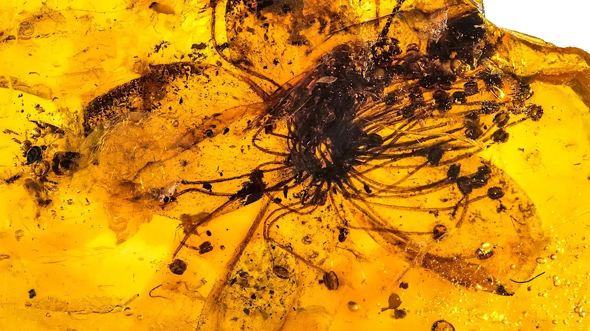 World's Largest Fossilised Amber Flower!