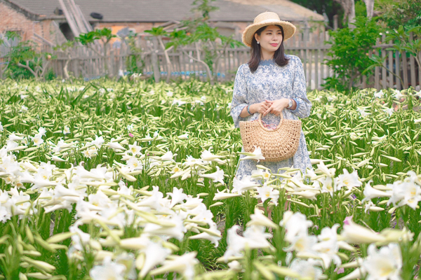 雲林四湖中湖百合花園鐵砲百合花海美不勝收，古厝百合花賞心悅目