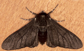 Peppered Moth, Biston betularia forma carbonaria. Luxford Lane, Crowborough, 28 May 2017.