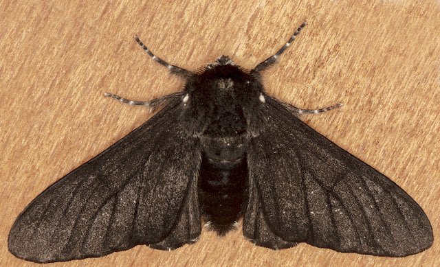 Peppered Moth, Biston betularia forma carbonaria. Luxford Lane, Crowborough, 28 May 2017.