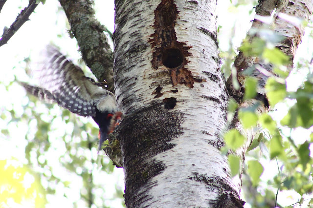 Pic épeiche (Dendrocopos major), Fontainebleau