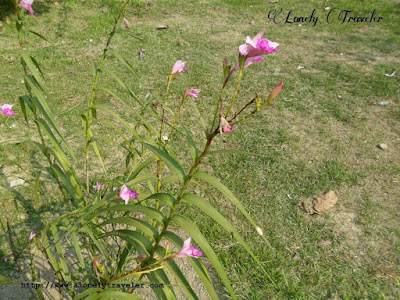 Bamboo orchid, Arundina graminifolia