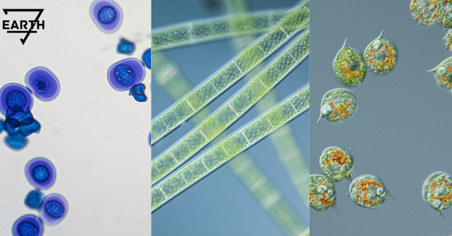 First forms of life micro organisms