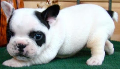 French Bulldog Puppies