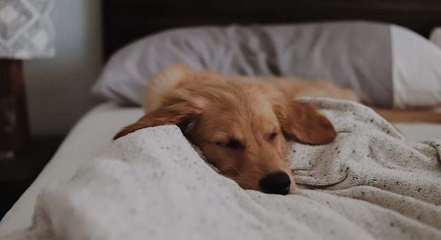 como calmar a un perro en la noche