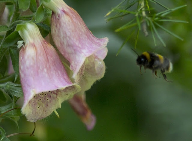 Foxglove flowers, a cultivated variety of Digitalis purpurea, with a bumblebee, Bombus lucorum, in the back garden of my house in Hayes. 23 July 2011.