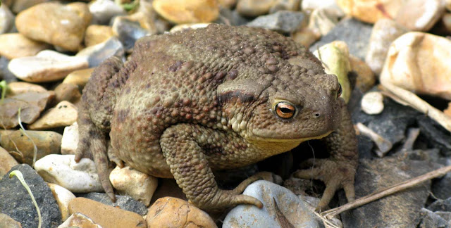 A toad on the gravel.