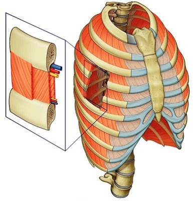 Músculo Intercostal íntimo