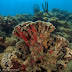  A estranha simbiose: Corais e Zooxantelas