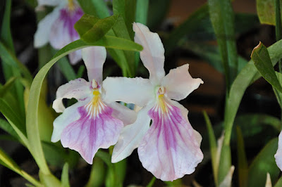 Miltonia spectabilis care and culture