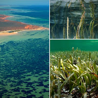 Kawasan tumbuhan terbesar dunia ditemukan di dasar lautan Australia berusia 4,500 tahun