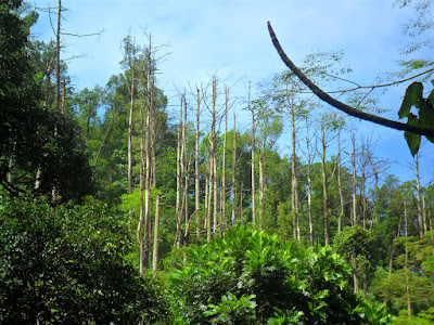 hutan wisata kaliurang