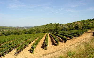 Cava Vineyards of the Penedes - Barcelona Sights