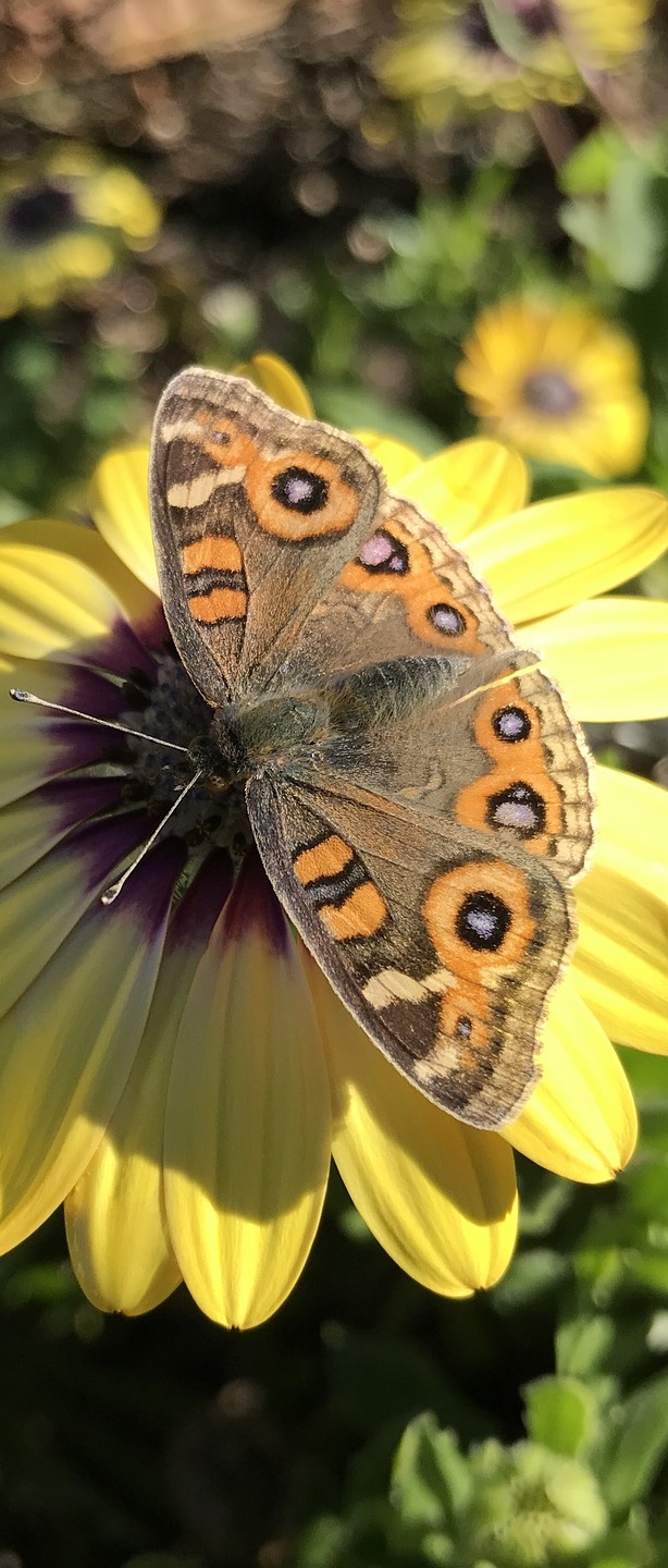 A beautiful butterfly on a yellow flower.