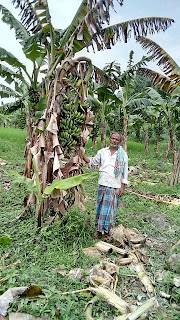 banana-farmer-need-compensation-bihar