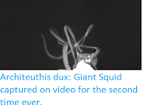 https://sciencythoughts.blogspot.com/2019/06/architeuthis-dux-giant-squid-captured.html